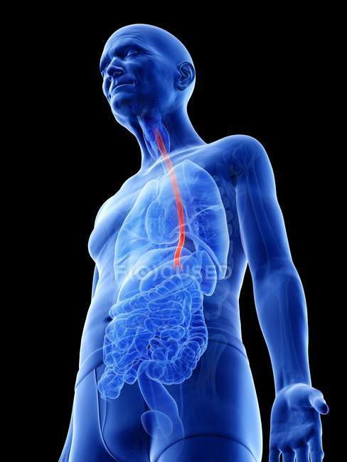 Digital illustration of esophagus in senior man body. — Stock Photo
