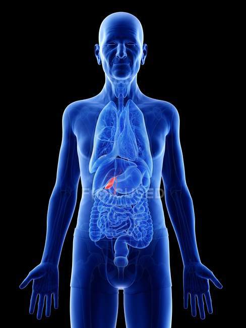Digitale Illustration der Gallenblase im Körper eines älteren Mannes. — Stockfoto
