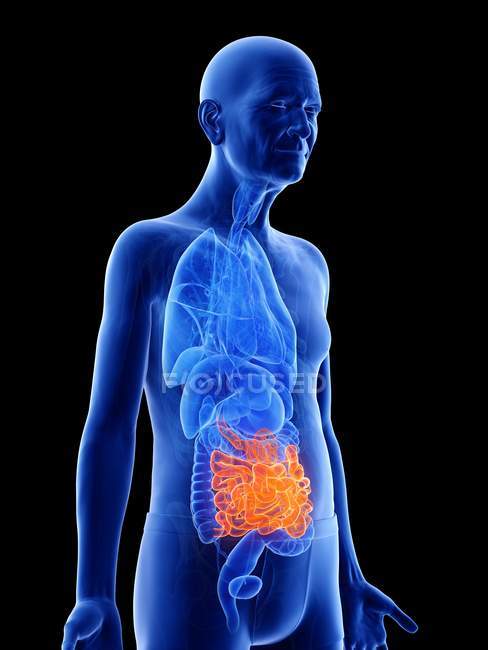Ilustração digital do intestino delgado no corpo do homem sênior
. — Fotografia de Stock