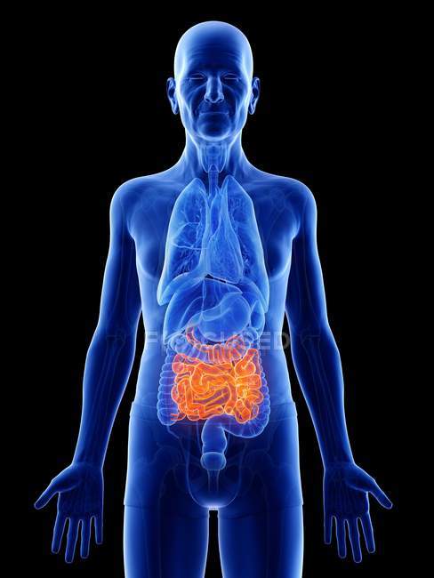 Ilustración digital del intestino delgado en el cuerpo del hombre mayor . - foto de stock