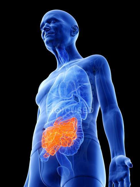 Digital illustration of small intestine in senior man body. — Stock Photo