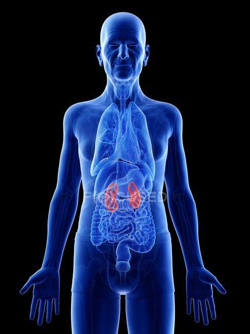 Ilustración digital de los riñones en el cuerpo del hombre mayor . - foto de stock