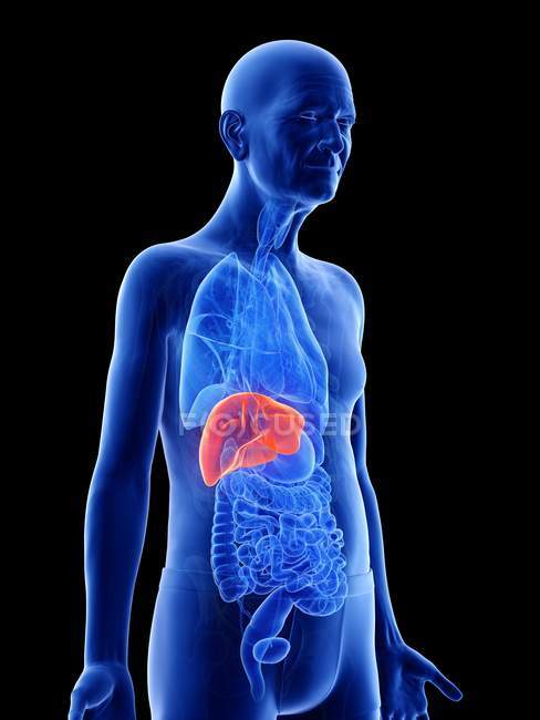 Цифрова ілюстрація печінки в тілі літньої людини . — стокове фото