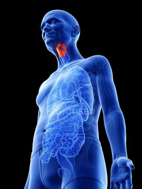 Digital illustration of larynx in senior man body. — Stock Photo