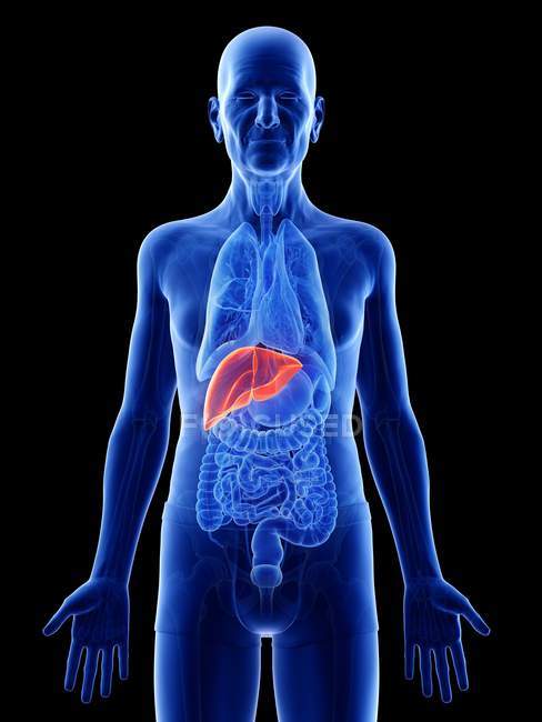 Ilustración digital del hígado en el cuerpo del hombre mayor . - foto de stock
