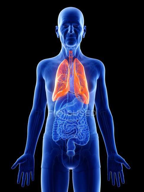 Digitale Illustration der Anatomie eines älteren Mannes mit Lungen. — Stockfoto