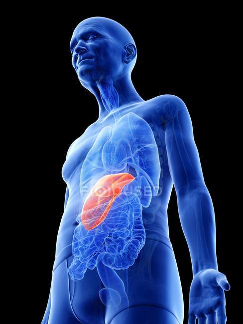 Цифрова ілюстрація печінки в тілі літньої людини . — стокове фото