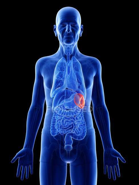Digital illustration of spleen in senior man body. — Stock Photo