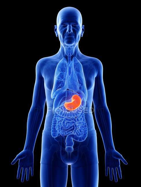 Ilustración digital del estómago en el cuerpo del hombre mayor
. - foto de stock