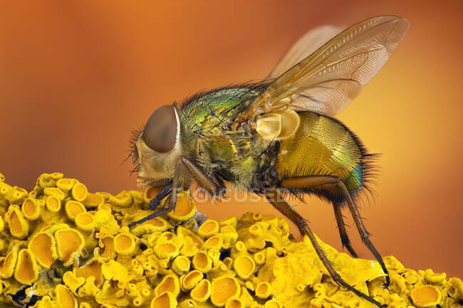 Mosca-voadora (Calliphoridae) num ramo coberto de líquen amarelo
. — Fotografia de Stock