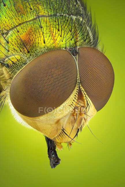 Testa di mosca (Calliphoridae), primo piano . — Foto stock