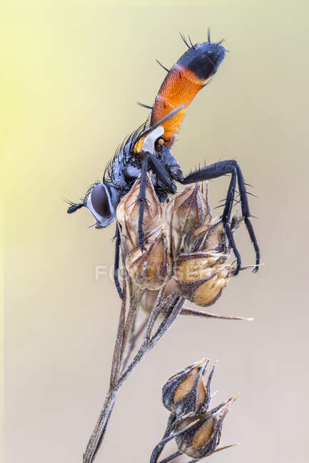 Parasítico Cylindromyia volar sobre una cabeza de flor silvestre seca . - foto de stock