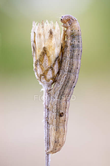 Delicado (Mythimna vitellina) larva de polilla en una planta silvestre. - foto de stock