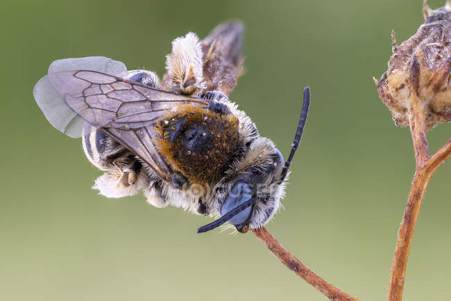 Digger bee (Habropoda sp.) sleeping on a branch. Its turquoise compound eyes are visible here. — Stock Photo