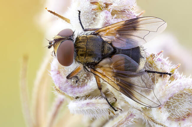 Painted-wing tachinid fly (Ectophasia sp.) on a wild plant. — Stock Photo