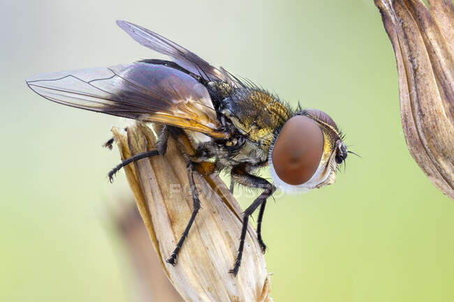 Painted-wing tachinid fly (Ectophasia sp.) sleeping on a wild flower head. — Stock Photo
