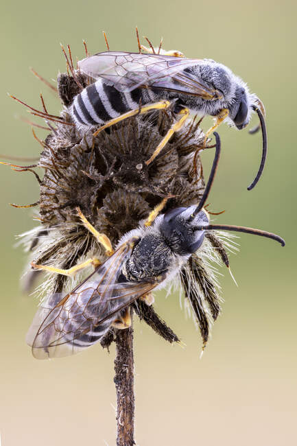Бджоли-алісциди сплять на мішках (Knautia arvensis).). — стокове фото