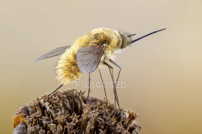 Kleine Fliege (Bombylius minor) auf einem Wildblumenkopf. — Stockfoto