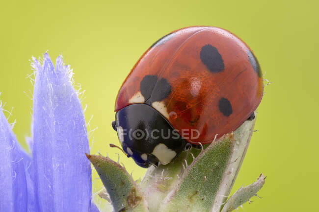 Ladybird de sete pontos (Coccinella septempunctata) dormindo em uma folha de planta. — Fotografia de Stock