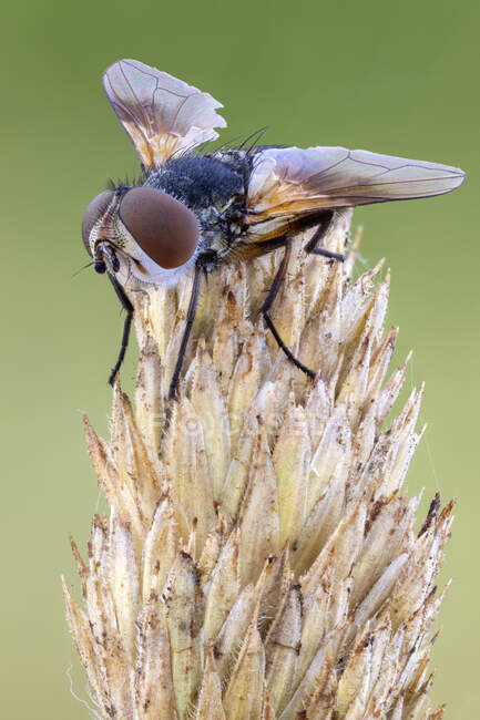 Mouche tachinide parasite (Tachinidae) dormant sur une plante sauvage . — Photo de stock