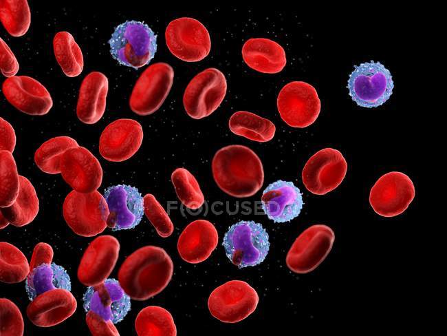 Glóbulos rojos y leucocitos, ilustración por ordenador
. - foto de stock