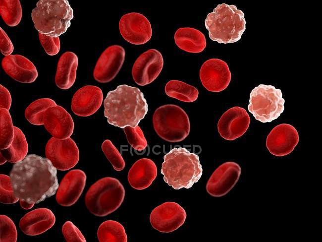 Rote und weiße Blutkörperchen, Computerillustration. — Stockfoto