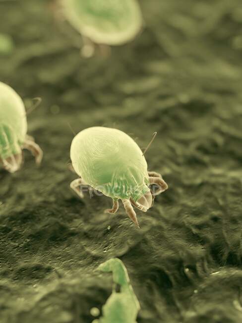 Dust mites, computer illustration — Stock Photo