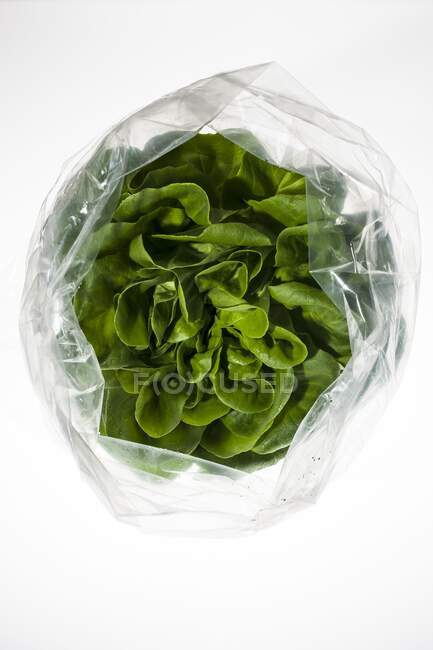Свежая головка салата в пластиковом пакете на белом фоне . — стоковое фото