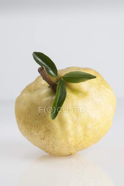 Quittenfrucht, einziges Mitglied der Gattung Cydonia aus der Familie der Rosaceae, Studioaufnahme. — Stockfoto