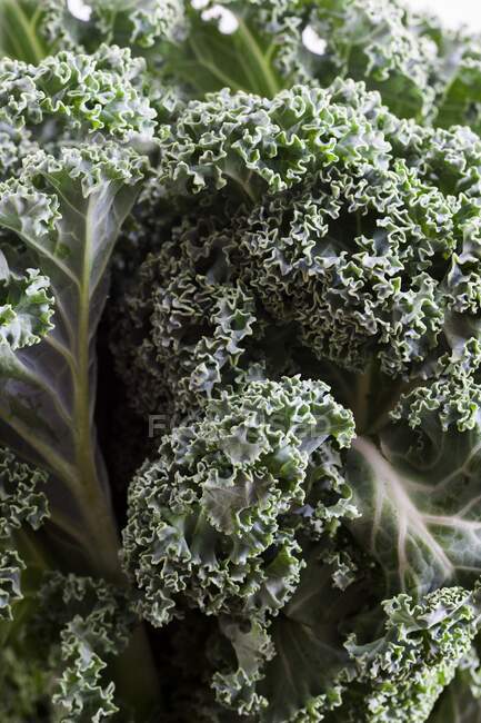 Green curly kale cabbage leaves, close-up. — Stock Photo