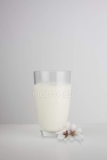 Glass of fresh almond milk and almond blossom on plain background, studio shot. — Stock Photo