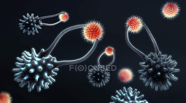 Células T citotóxicas que capturan células cancerosas, ilustración digital
. - foto de stock