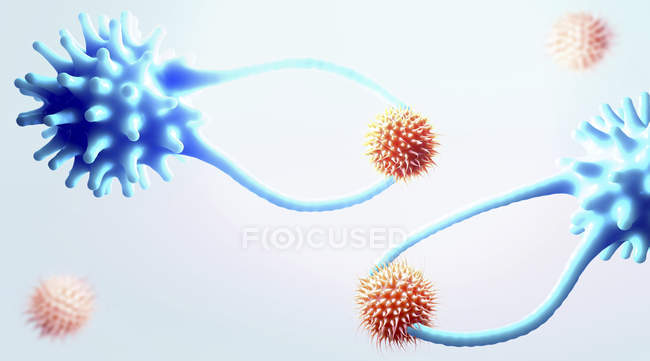 Células T citotóxicas que capturan células cancerosas, ilustración digital
. - foto de stock