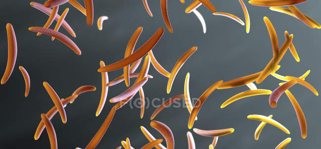 Sporozoite Malariaerreger, digitale Illustration. — Stockfoto