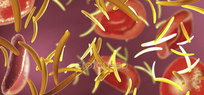 Patógenos de malaria esporozoíticos, ilustración digital . - foto de stock