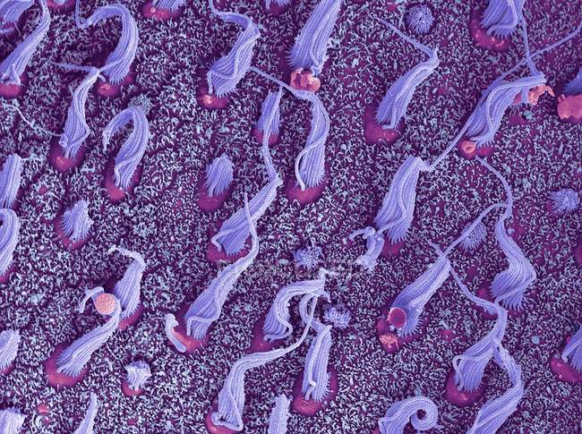 Кольоровий скануючий електронний мікрограф пучків сенсорних клітин кінцівок макули в лабіринті внутрішнього вуха людини . — стокове фото