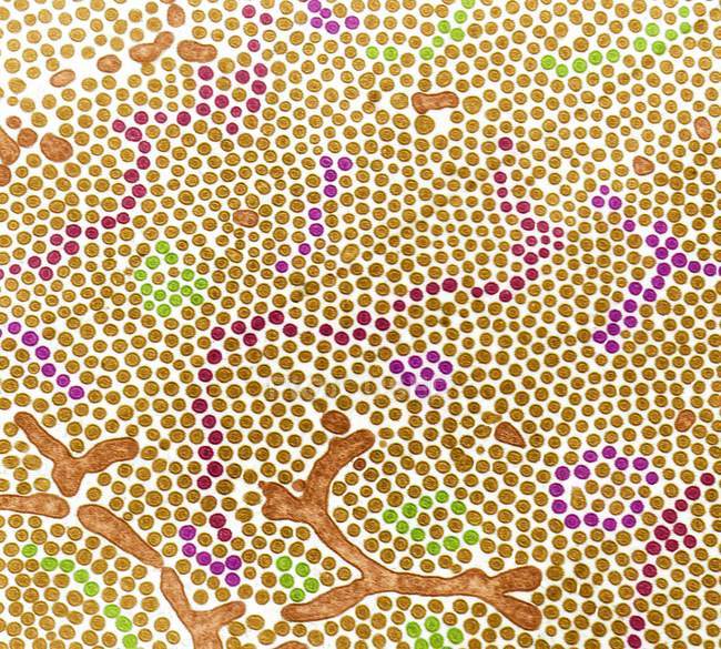 Межа кишечника в тонкій кишці, що показує численні мікровіллі, кольоровий електронний мікрограф.. — стокове фото