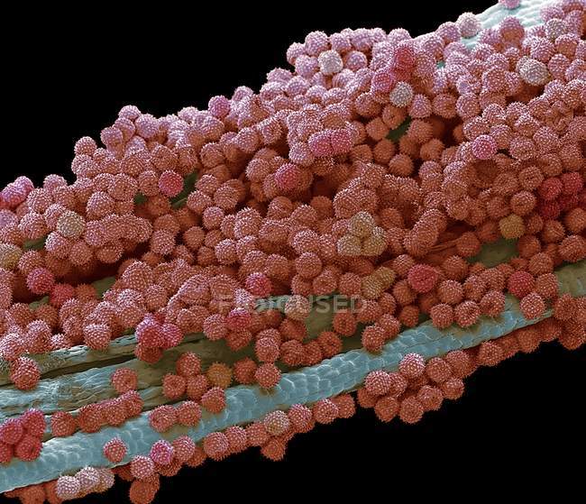 Micrógrafo electrónico de barrido coloreado de granos de polen de flor de caléndula . - foto de stock