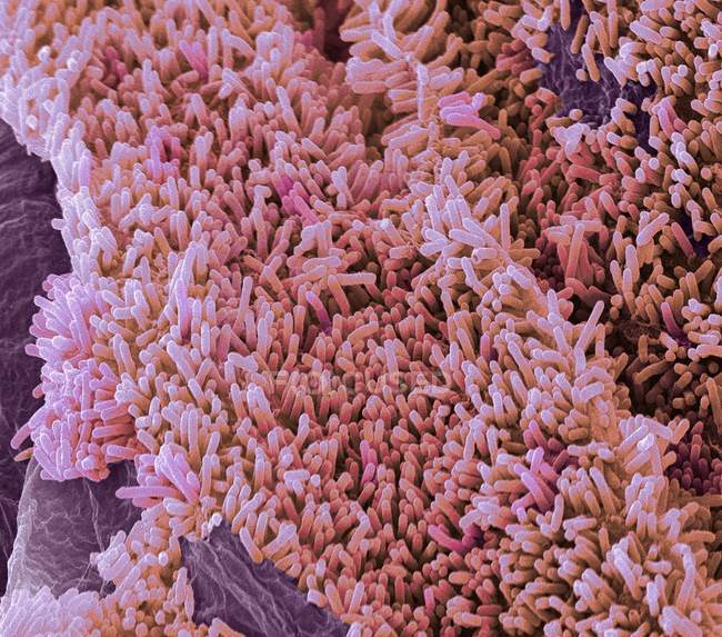 Цветной сканирующий электронный микрограф палочкообразных грамотрицательных бактерий Escherichia coli, широко известных как E coli . — стоковое фото