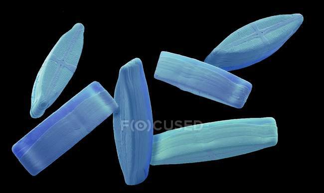 Micrografia eletrônica de varredura colorida de diatomáceas fotossintéticas de algas unicelulares . — Fotografia de Stock