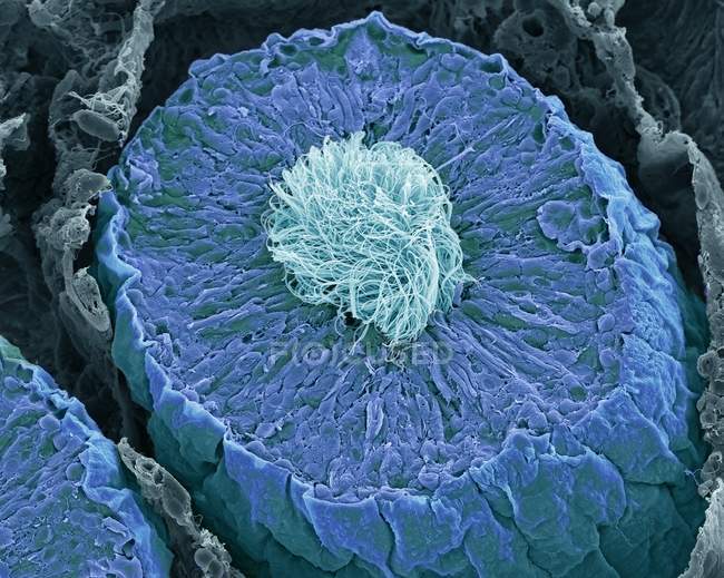 Micrographie électronique à balayage coloré du tubule séminifère sectionné, site de production de sperme dans les testicules humains
. — Photo de stock