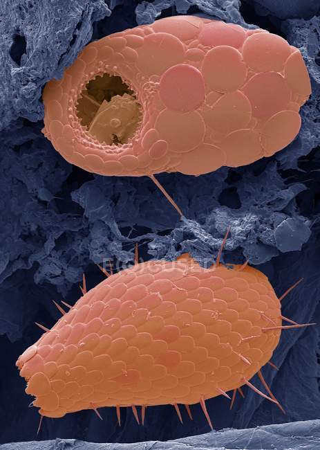 Colored scanning electron micrograph of shelled amoebae, single-celled protozoan organisms. — Stock Photo