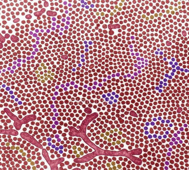 Bordo della spazzola intestinale nell'intestino tenue che mostra numerosi microvilli, micrografo elettronico a trasmissione colorata . — Foto stock