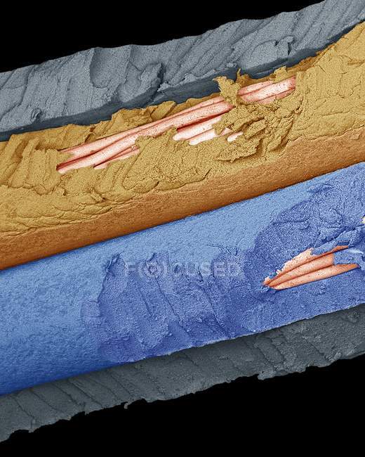 Micrografo elettronico a scansione colorata del cavo di alimentazione danneggiato dai denti del mouse . — Foto stock