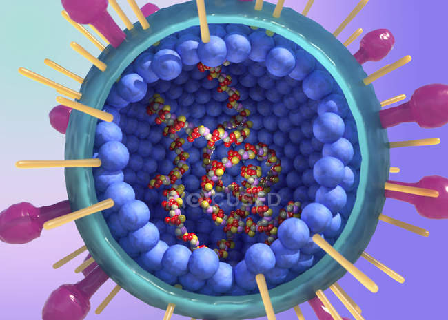 Цифровая иллюстрация внутренней структуры и РНК респираторного синцитиального вируса человека
. — стоковое фото