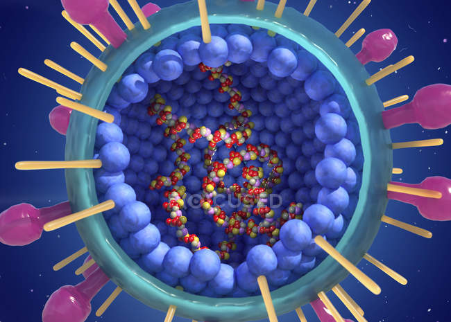 Цифровая иллюстрация внутренней структуры и РНК респираторного синцитиального вируса человека . — стоковое фото
