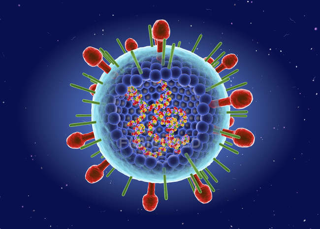Цифровая иллюстрация внутренней структуры и РНК респираторного синцитиального вируса человека
. — стоковое фото