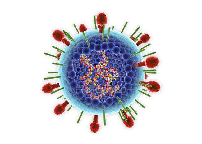Digital illustration of inner structure and RNA of human respiratory syncytial virus. — Stock Photo