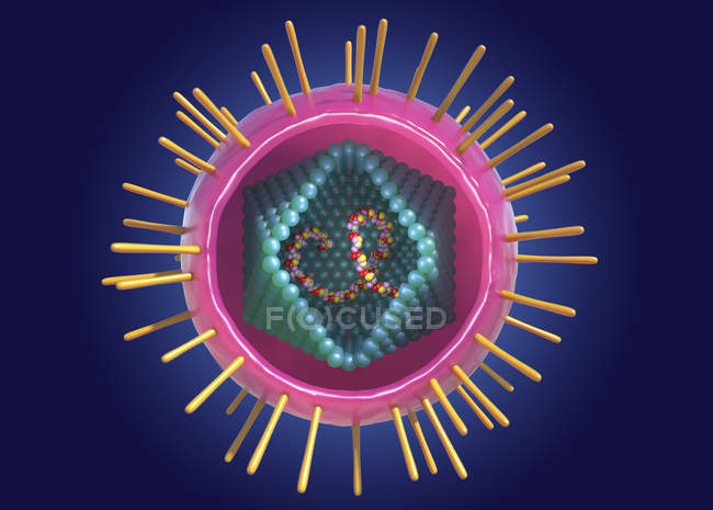 Лимфотропно-вирусная частица человека, цифровая концептуальная иллюстрация
. — стоковое фото
