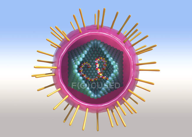 Partícula de vírus linfotrópico de células T humanas, ilustração conceitual digital
. — Fotografia de Stock